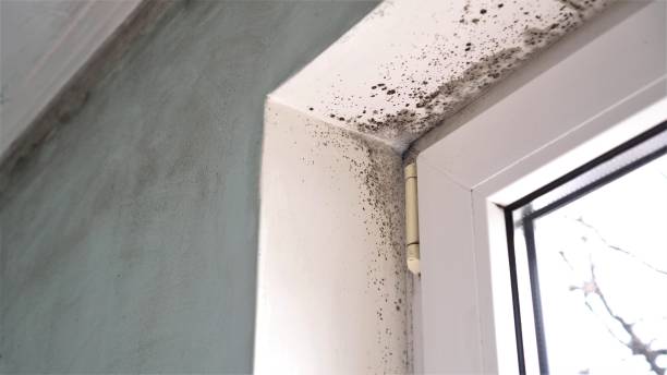 Best Certified Mold Removal  in Moriches, NY