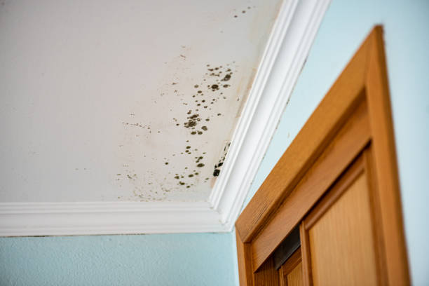 Best Professional Mold Removal  in Moriches, NY
