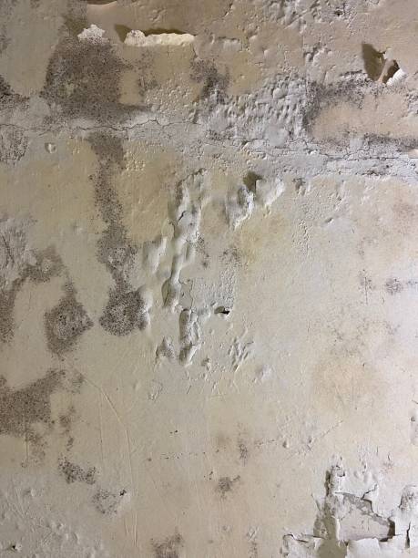 Best Same-Day Mold Removal  in Moriches, NY