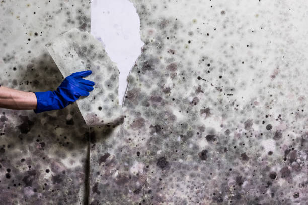 Best Black Mold Removal  in Moriches, NY